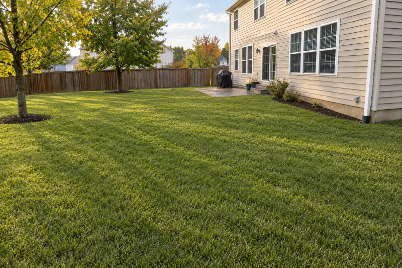The same backyard with a dry, even lawn after downspout lines and a French drain