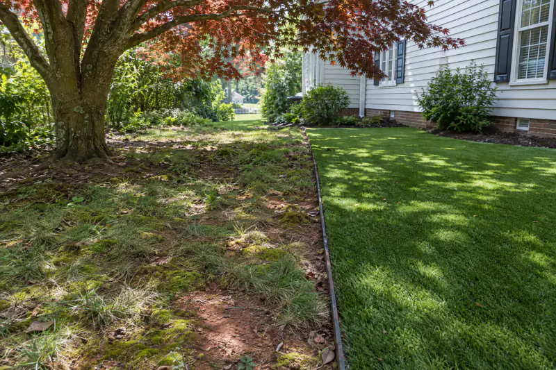 Thin mossy fescue lawn under a large maple next to a strip of green artificial turf in a Northern Virginia yard