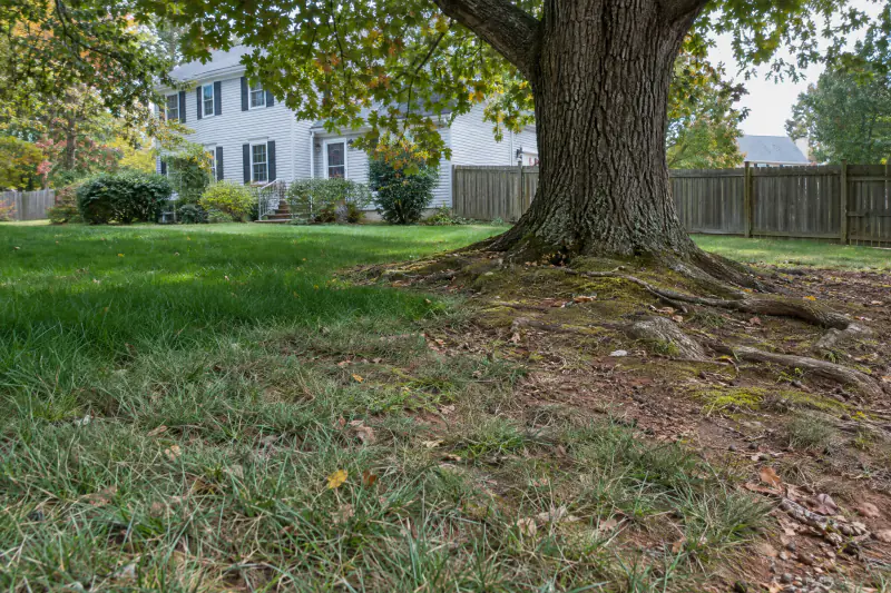 Thin lawn under a large oak in a Northern Virginia backyard with a strip of fine fescue surviving in the shade
