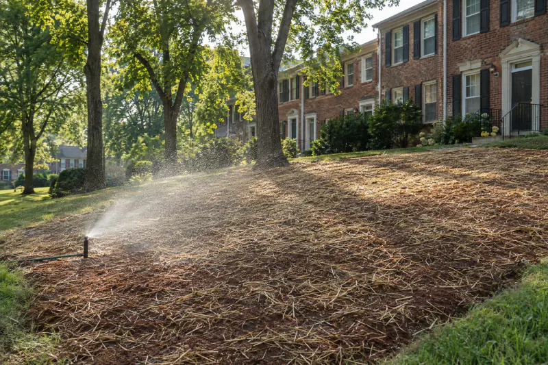 Freshly seeded lawn area covered with light straw mulch and misted by a sprinkler in a Northern Virginia yard