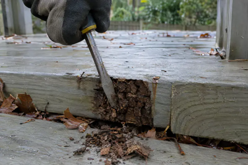 Flat screwdriver probing a decayed deck board end beside a rusted screw during a screwdriver rot test