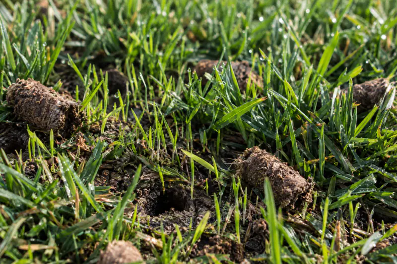 Fine new tall fescue seedlings emerging between established grass plants with soil plugs breaking down