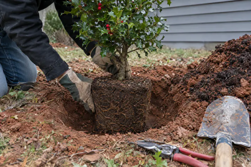 Container-grown shrub set in a wide shallow planting hole in reddish Northern Virginia clay with the root flare above grade