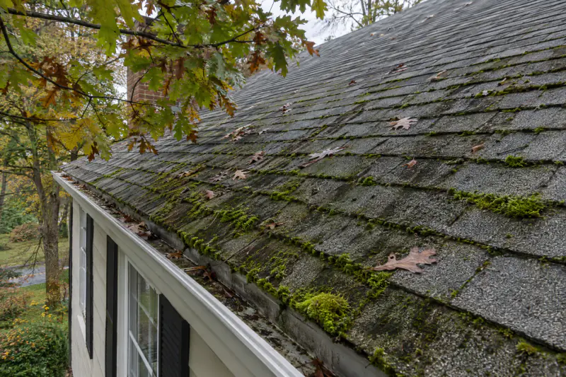 Green moss and dark algae streaks on the shaded north slope of an asphalt shingle roof under oak branches with fallen leaves