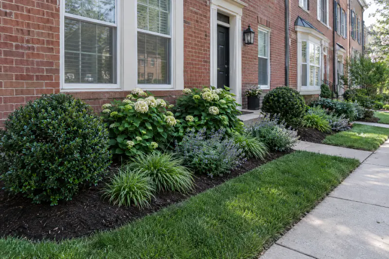 Newly installed layered foundation planting with inkberry, hydrangea and grasses along a townhome front in Northern Virginia