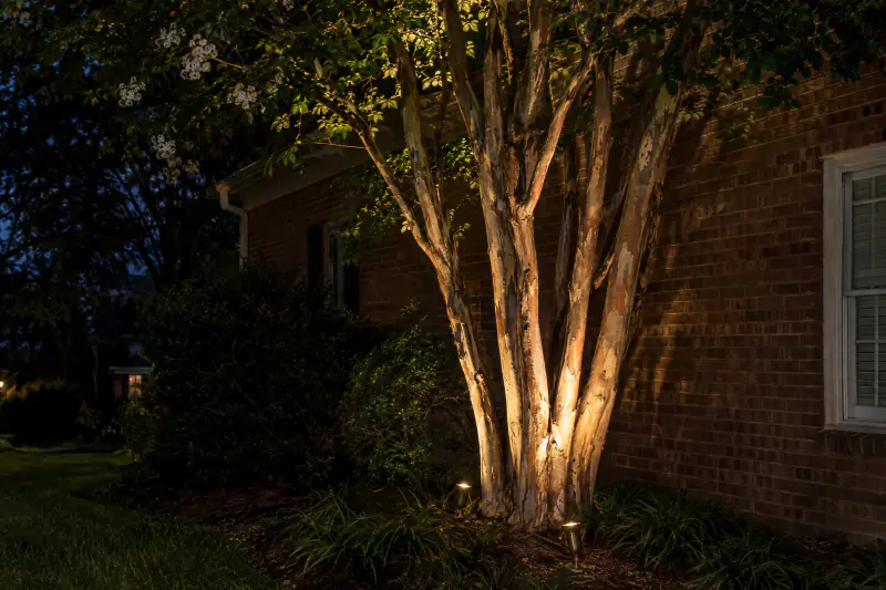 Multi-trunk crape myrtle uplit at night with two narrow-beam fixtures beside a brick wall in Northern Virginia