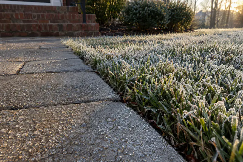 Water beading on freshly sealed gray pavers beside a frosted tall fescue lawn on a cold morning