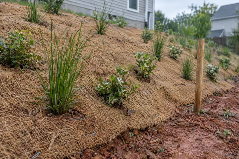 Coconut coir erosion blanket pinned over a freshly seeded clay slope with young native grass plugs