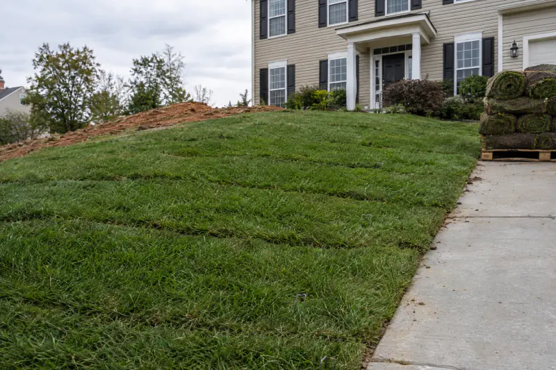 Strips of tall fescue sod laid across a graded slope beside a Northern Virginia driveway to stop erosion