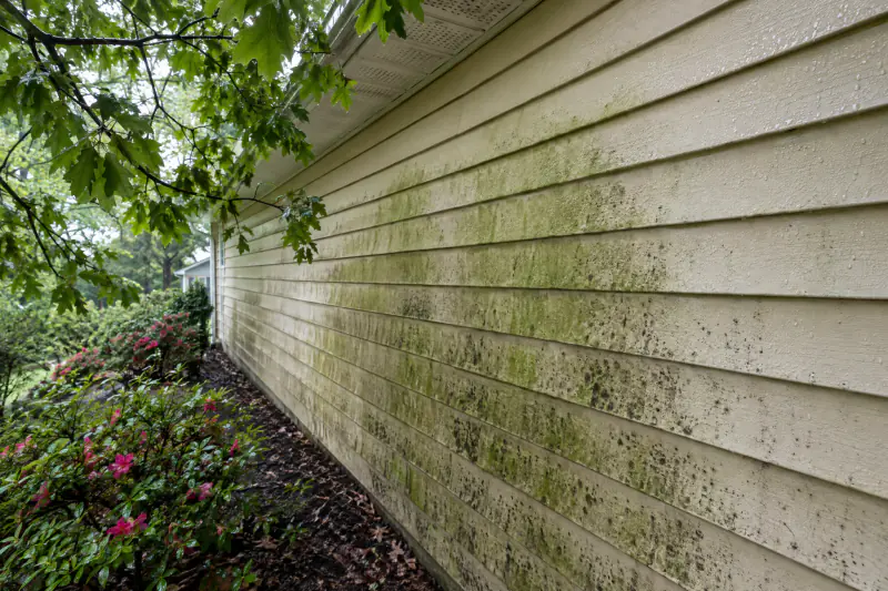 Green algae film and black mildew spots on shaded lap siding beneath an oak canopy on a Northern Virginia home
