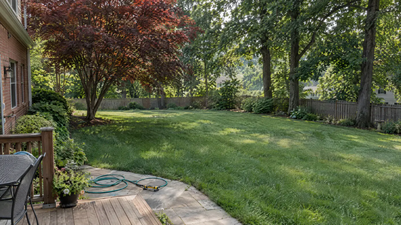 Tall fescue lawn mowed high in July with a shaded green area under a maple and sun-stressed grass beyond, Northern Virginia backyard