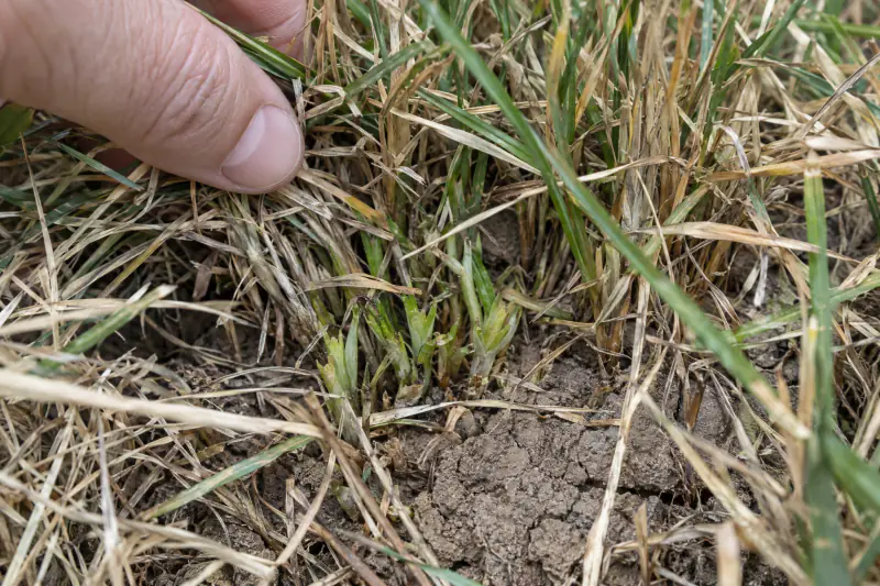 Hand parting brown dormant fescue to reveal green growth at the crown near the soil in a Northern Virginia lawn