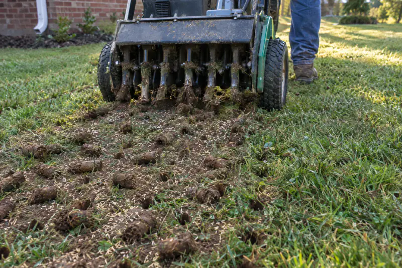 Core aerator pulling soil plugs from a lawn with fescue seed during overseeding