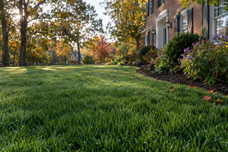 Thick tall fescue lawn in fall after core aeration and overseeding