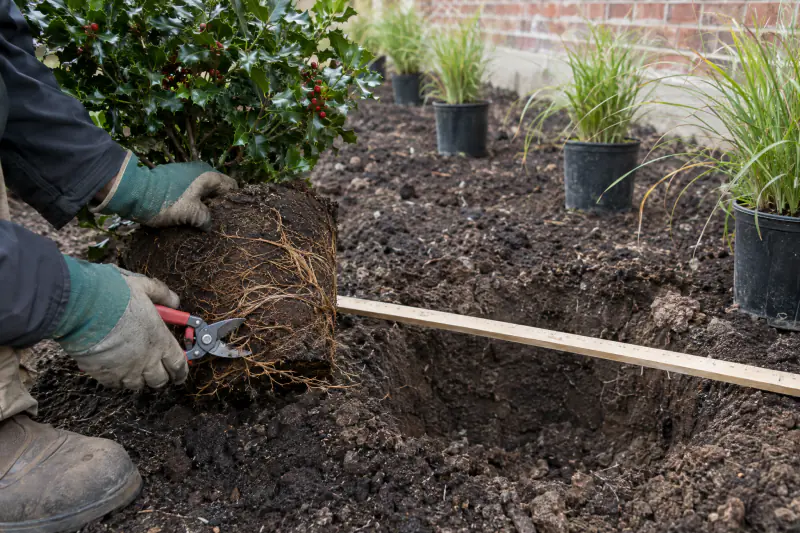 Hands cutting circling roots on a shrub during landscape installation in a clay bed